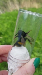 Bombus terrestris