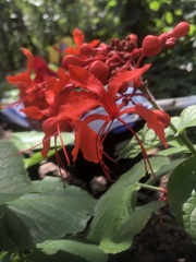 Clerodendrum speciosissimum