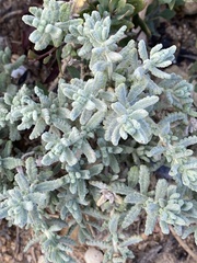Teucrium vincentinum