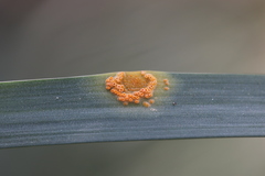 Puccinia sessilis