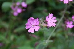 Silene dioica