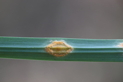 Puccinia sessilis