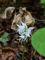 Orchis simia