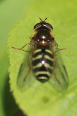 Dasysyrphus venustus