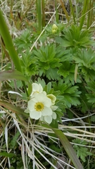 Anemonastrum villosissimum