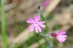Silene dioica