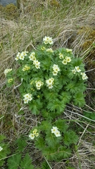 Anemonastrum villosissimum