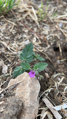 Erodium malacoides