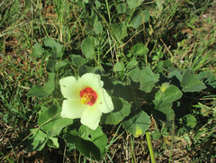 Pavonia senegalensis
