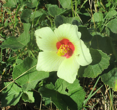 Pavonia senegalensis