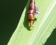 Paragomphus nyasicus