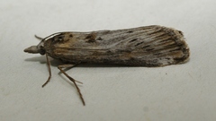 Megasis rippertella