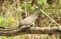 Curruca crassirostris