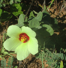 Pavonia senegalensis