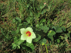 Pavonia senegalensis