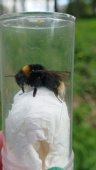 Bombus vestalis