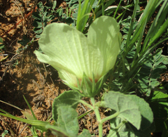 Pavonia senegalensis