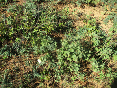 Pavonia senegalensis