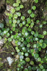 Peperomia bangroana