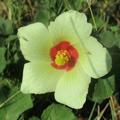 Pavonia senegalensis