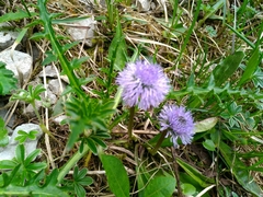 Globularia
