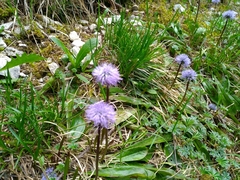 Globularia