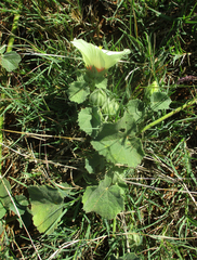 Pavonia senegalensis