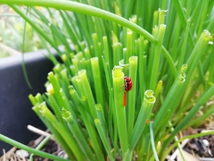 Lilioceris merdigera