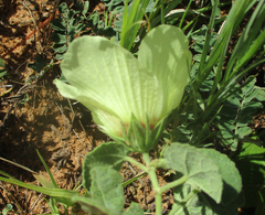 Pavonia senegalensis