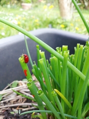 Lilioceris merdigera