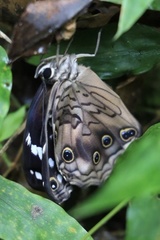 Paralethe dendrophilus