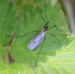 Tricyphona