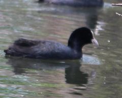 Fulica atra