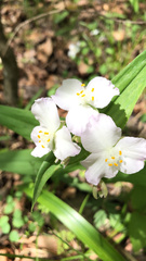 Tradescantia ozarkana