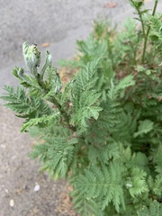 Tanacetum vulgare