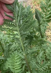 Tanacetum vulgare