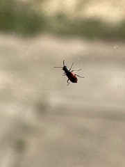 Anthocomus