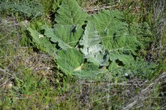 Salvia aethiopis