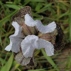 Iris bismarckiana