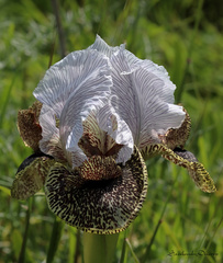 Iris bismarckiana