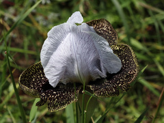 Iris bismarckiana