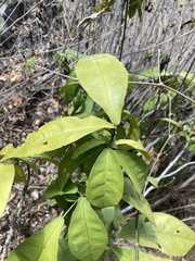 Capparidastrum frondosum
