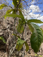 Capparidastrum frondosum