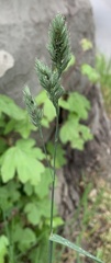 Dactylis glomerata