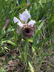 Iris bismarckiana
