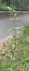 Dactylis glomerata
