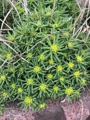 Euphorbia cyparissias