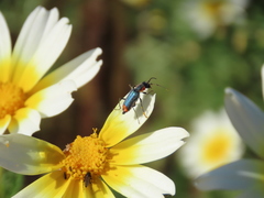 Clanoptilus marginellus