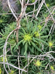 Euphorbia cyparissias