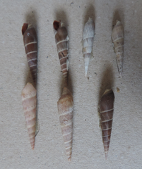 Terebrinae